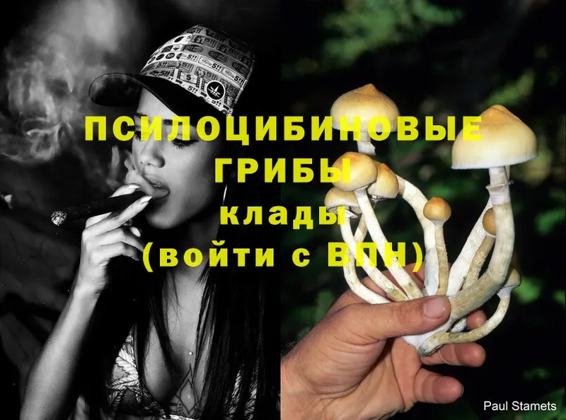 закладки  Краснослободск  Псилоцибиновые грибы Psilocybe 